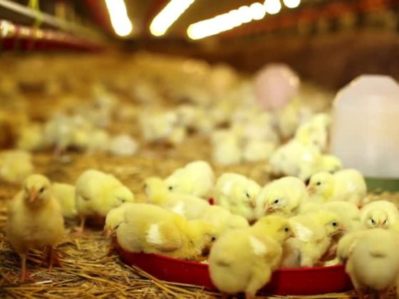Poultry Farm Business